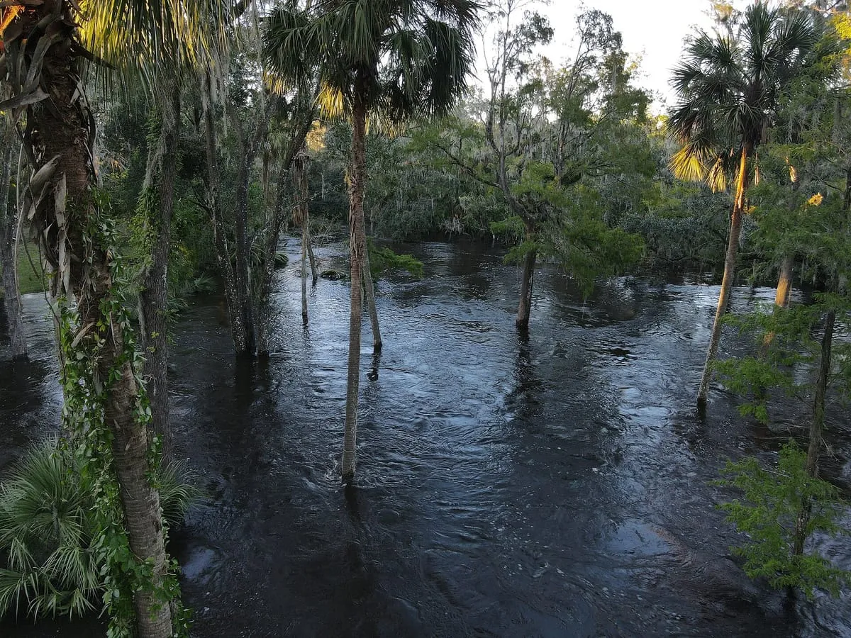 Floodwater surrounding cabbage palms and trees along the upper Alafia River