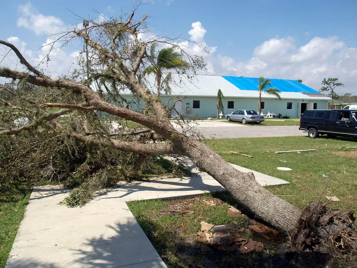 Fallen tree in a front yard and a building with a blue tarp on its roof