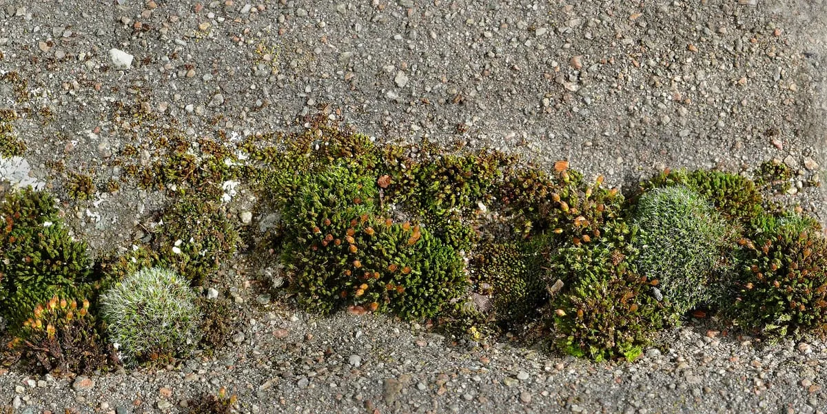 Clumps of green moss growing on a weathered, discarded concrete roof tile