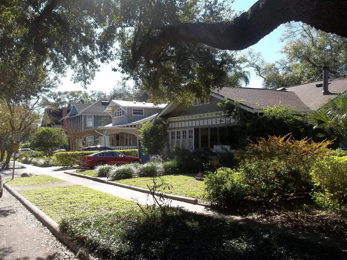 Live oak limb reaching over the street toward bungalow roofs in Seminole Heights